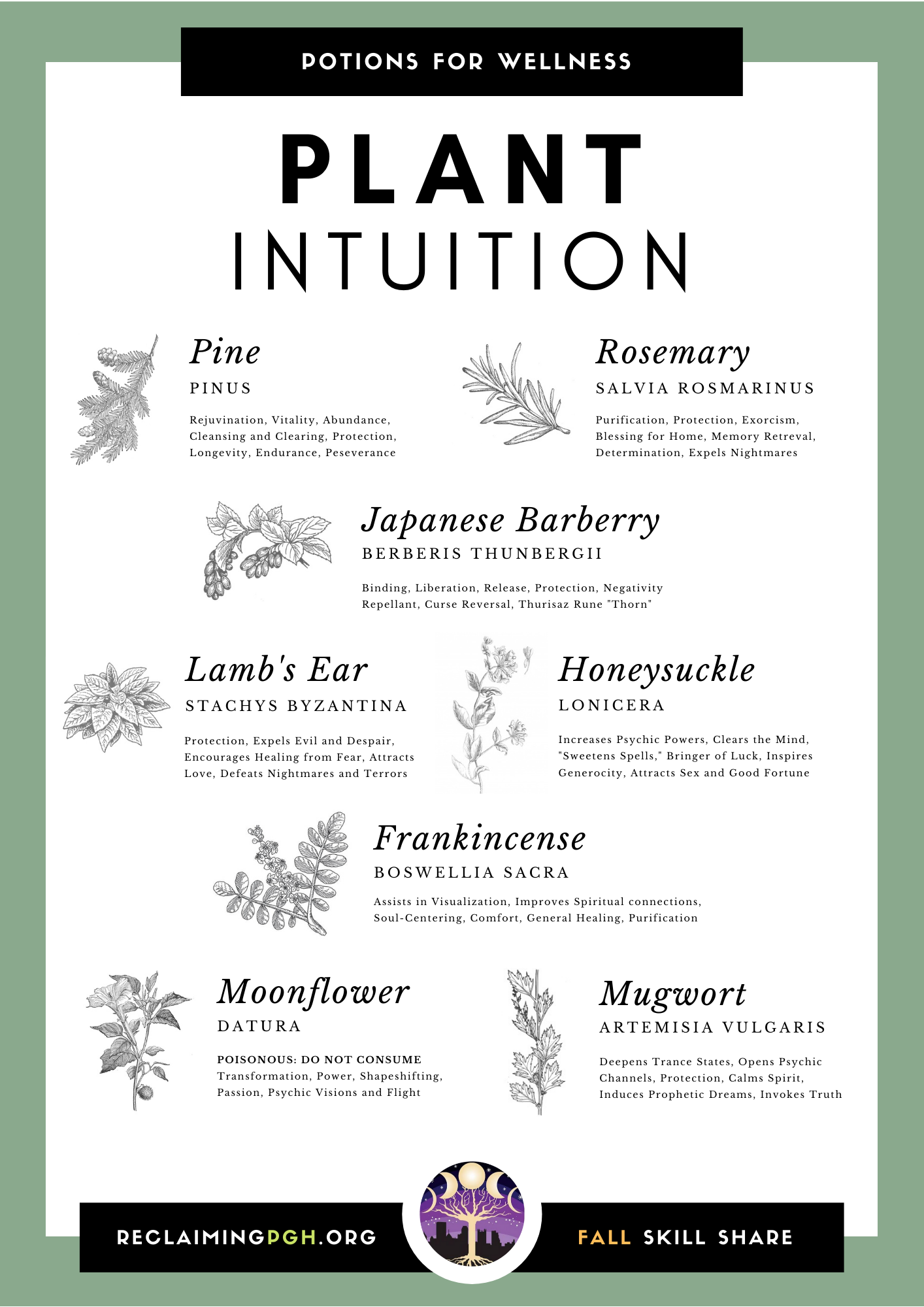 Single page infographic with a sleek modern layout: features a collection of herb drawings, serif headings naming each one, the latin translation, and a description of keywords below.